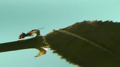 Close up of an ant on a leaf_02; Havel River Berlin   스톡 동영상 777564