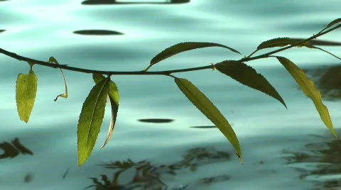 Close up of an ant on a leaf_03; Havel River Berlin 스톡 동영상 777557