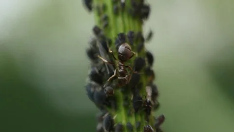 Close up of an ant milking aphids Stock Footage 77156440