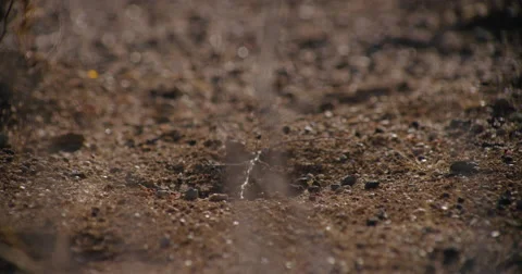 Close-up of ant nest Stock Footage 68719576