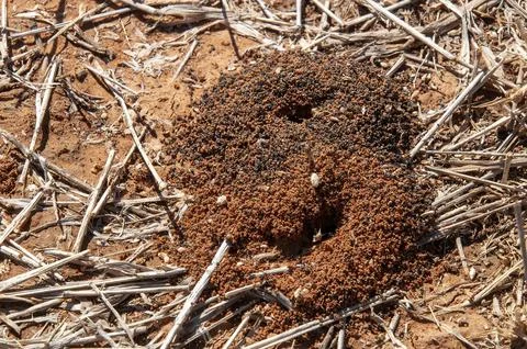 Close-up of ant nest Stock Photos