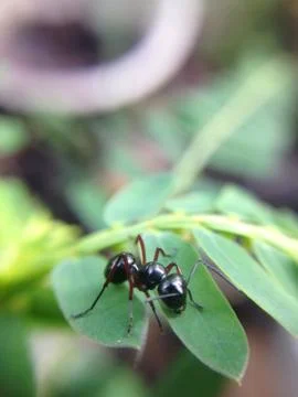 Close up of ant Stock Photos