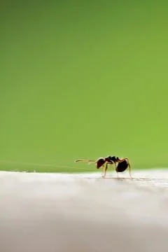 Close up of Ant Stock Photos