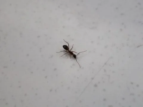 Close Up Ant Stock Photos