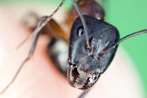 Close up of an Ant in Spain Showcasing Its Detailed Features Outdoors Stock Photos