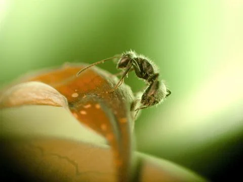 Close up of an ant on the stem of a plant Stockfoto's