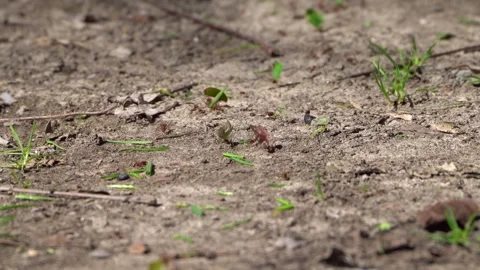 Close-up ant trail action Leaf cutters carry leaves; selective focus blurs Video stock 306928592