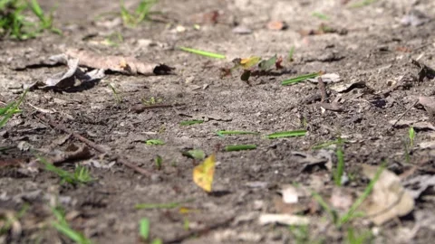 Close-up ant trail action Leaf cutters carry leaves; selective focus blurs Stock Footage 306930854