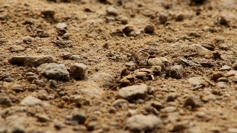 A close-up of an ant transporting another ant while walking on sand Stock Footage 88488435