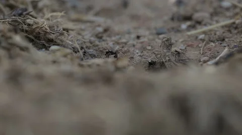 Close up ant working Vídeo Stock 55589126