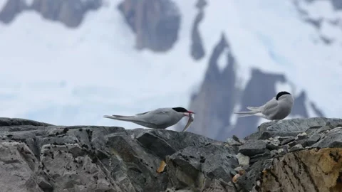 Close-Up of Antarctic Tern Eating Fish on Rocky Antarctic Cliff with Snowy 스톡 동영상 345138908