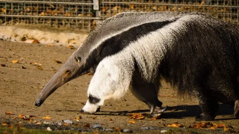 Close up of anteater walking Video stock 121540370