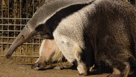 Close up of anteater walking Stock Footage 121540728