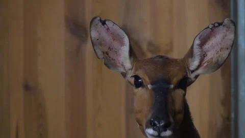 Close up antelope deer  head Stock Footage 263576086