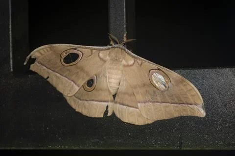 Close-up of an Antheraea moth Stock Photos