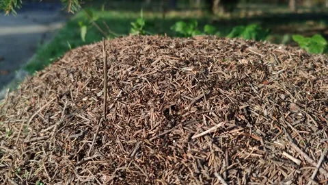 Close-up of an anthill and an ant kingdom on the grass Stock Footage 319788392