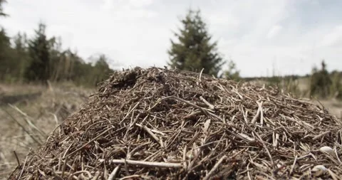 Close up Anthill. Ants run around the ants nest. Moving shot. Blurred background Stock Footage 146429144