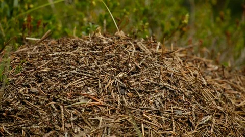Close up of an anthill in the austrian forest. Video stock 122317260