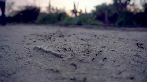 Close up of an anthill in the desert  Vidéo 45559306
