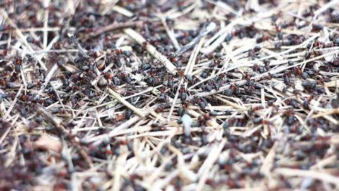 Close-up on an anthill Video stock 134967812
