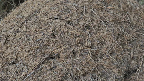 Close-Up of Anthill on Forest Floor with Ants Crawling – Late Summer Stock Footage 342451432