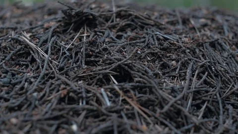 Close-up Anthill in Forest. Stock Footage 112037900