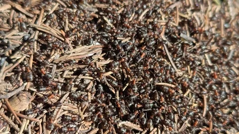 Close-up of an anthill in the forest Stock-Footage 330641371