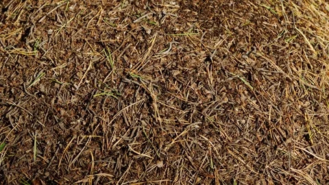 Close-up of an anthill in the forest. Macro-worker insects. Video stock 316277566