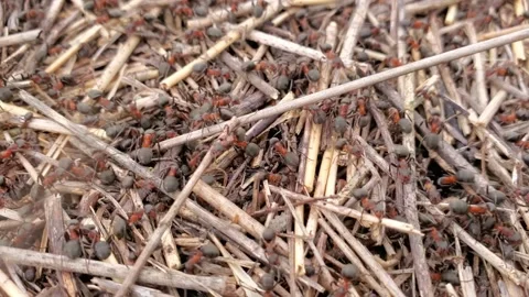Close-up of anthill of forest red ants made of straw and twigs Stock-Footage 130258935