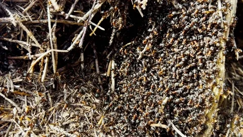 Close up of anthill full of red wood ants Formica rufa Stock Footage 236560968