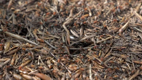 Close up of an anthill with pine needles Stock Footage 108219520