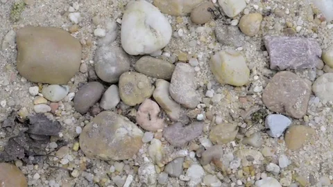 Close-up of an anthill on sandy ground Stock Footage 74723598