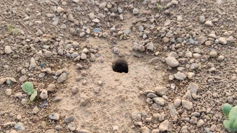 Close-up on an anthill with some big ants on the entrance surveilling the are Stock Footage 116766649