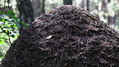 Close up of an anthill in the sunlight. Stock Footage 315571443