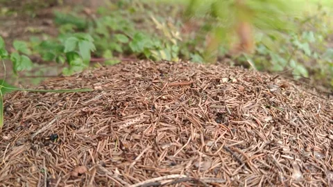 Close-up of an anthill under a spruce tree in autumn Stock Footage 319323382