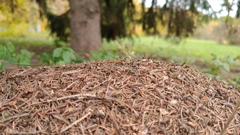 Close-up of an anthill under a spruce tree 動画素材 319330221