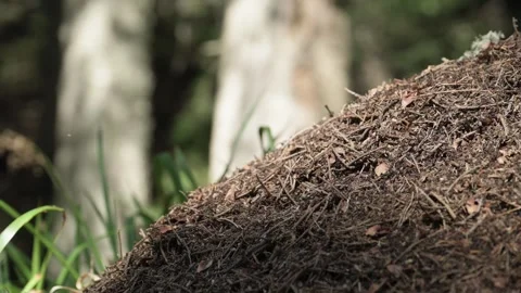 A close-up of an anthill in the wild. Stock Footage 343631913