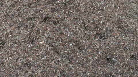 Close up Anthill in the woods. Big anthill with colony of ants in summer forest Stock Footage 154313333