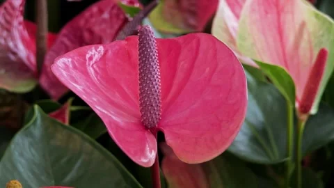 Close up of an anthurium flower. Stock Footage 304943415