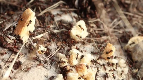 Close-up of ants in an anthill breaking a cracker into small crumbs Stock Footage 312043024