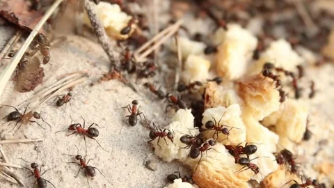 Close-up of ants in an anthill breaking a cracker into small crumbs Video stock 312043037