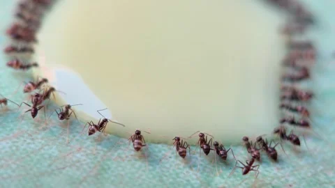 Close-up of ants building around the edge of a cup on textured surface Vídeo Stock 333804865