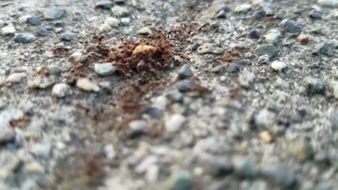 Close up ants on candy Stock-Footage 205257102