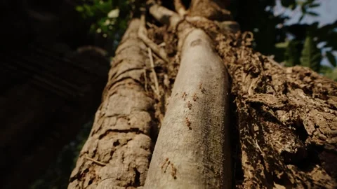 Close up of ants climbing tropical tree roots in the Angkor Wat jungle Cambodia Stock Footage 335355995