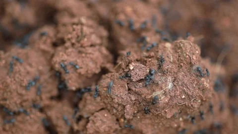 Close-up of ants colony working together in dirt Stock Footage 93131398
