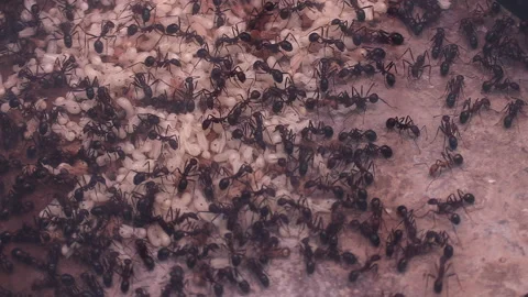 Close Up of ants crawling around in ant farm Stock Footage 167137011