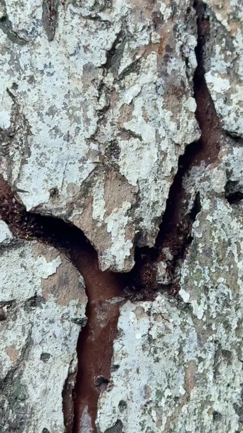 Close up of ants crawling on cracked tree bark surface Stock Footage 311981905