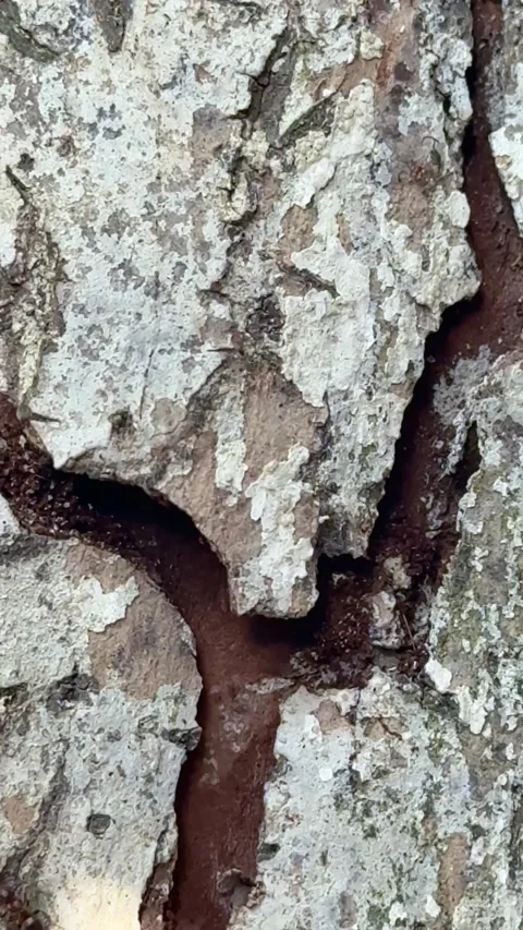 Close up of ants crawling on cracked tree bark surface Stock Footage 311981907