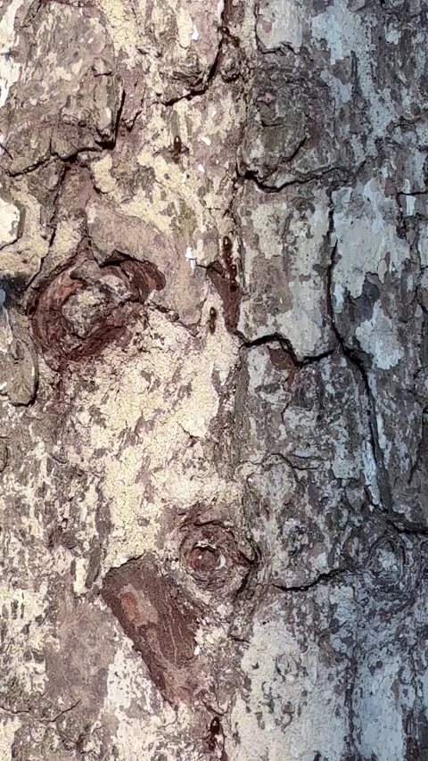 Close up of ants crawling on cracked tree bark surface Stock Footage 311981945