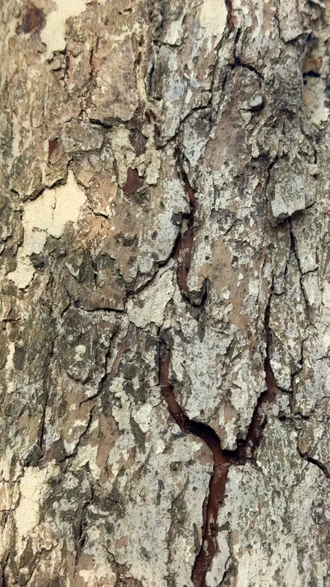 Close up of ants crawling on cracked tree bark surface Stock Footage 311981993